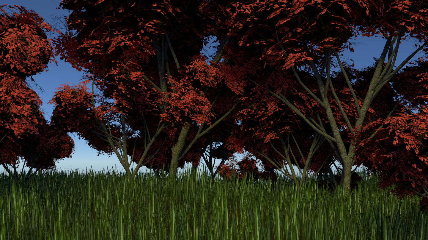 Forest